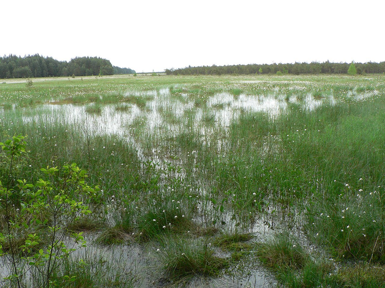 Čepkeliai marsh and open peatland in Dzūkija