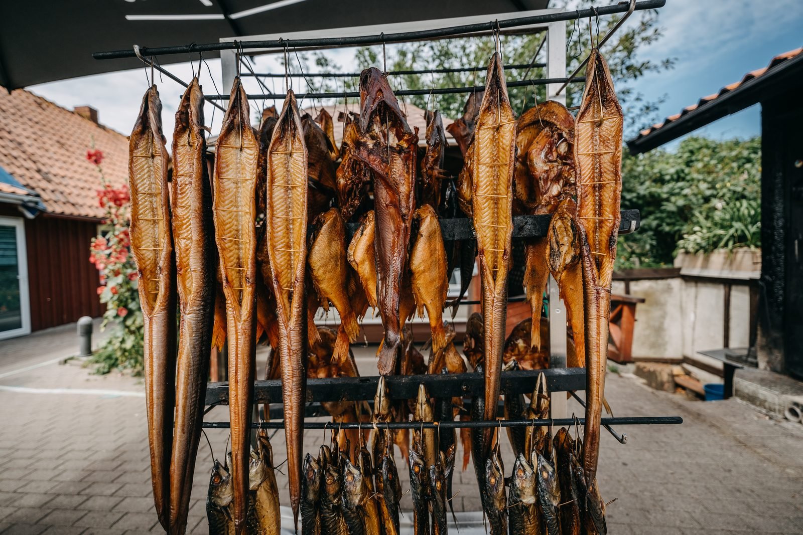 Freshly smoked fish hanging at a Neringa smokehouse, photographed in 2024
